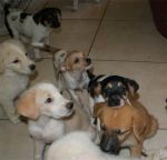 Cuccioli_Zeta_10.8.2011_n._1