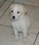 Cuccioli_di_Nocciola_10.8.2011_n._4