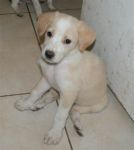 Cuccioli_di_Nocciola_10.8.2011_n._5