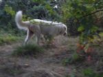 Gastone_ed_Umberto1