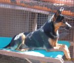 LUNA_5_x_cucciol