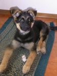 Lola_1