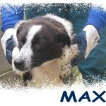 Max_6_mesi_15_kg