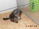 Minni
