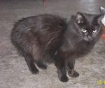 ORSOLA_5_x_cucciol