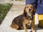 Penelope_beagle_16.1.12