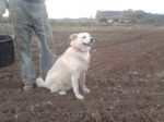 Perla1sett2011