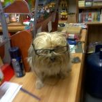 Perro-di-zeus-testimonianza1