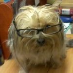 Perro_di_zeus_testimonianza