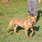 Pippo_matricola_1374-09_agg1