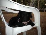 Polly