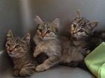 Quattro-micetti-da-salvare3