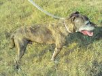 ROCKY_3_INTERA_x_cc