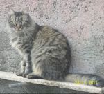 SIMIL_3_x_cucciol