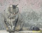 SIMIL_x_cucciol