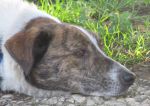 TEO_1_PER_CUCCIOLISSIMI