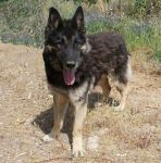 Tony-ex-poverello-2