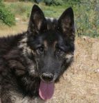 Tony-ex-poverello-3