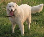 ULISSE_x_cuccioli