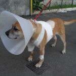 angela_postoperatorio1