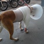 angela_postoperatorio3