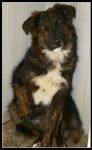 balto1
