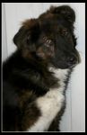 balto3