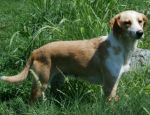 bergamo-polly_1