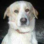 cane-alessandrino