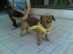 ciro1