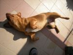 ciro3