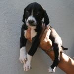 cuccioli-lunghezza_1
