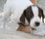 cuccioli-lunghezza_2