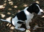cuccioli-lunghezza_3