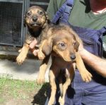 cuccioli_60-giorni_2