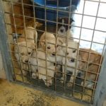 cuccioli_box_104b