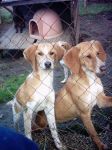 cuccioli_calcata1