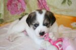 cuccioli_pasqua2