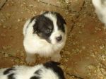 cucciolihm