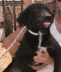 cucciolo4