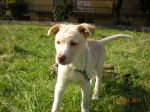 cucciolo_rudy2