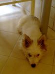 cucciolo_strozzato
