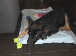 cucciolone_trovato2