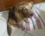 dolce2