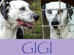 gigi_1
