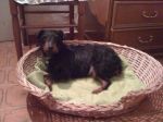 jagd_terrier1