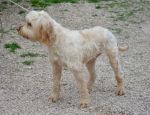 lady1_rifugio_di_lanuvio