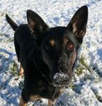 lolita_e_la_neve_x_cucciol_copy