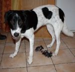 maya-cucciolissimi_2
