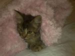 micetto_claudia1